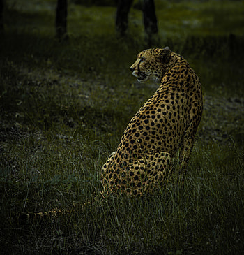 Animals, Cheetah, Predator, Big Cat, Animal, Wild HD phone wallpaper