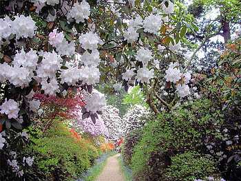 beautiful garden, white, rhododendrons, path, garden, beautiful, nature, shiny HD wallpaper