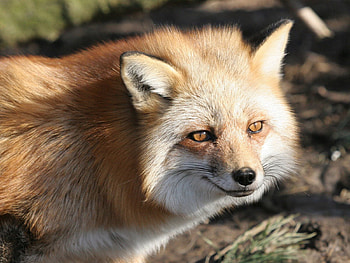 Animals, Fox, Muzzle, Sight, Opinion HD wallpaper