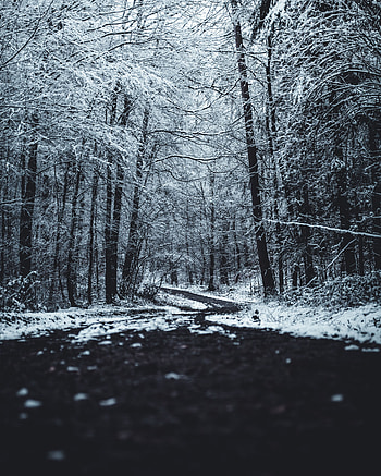 Winter, Nature, Trees, Forest, Path, Trail HD phone wallpaper