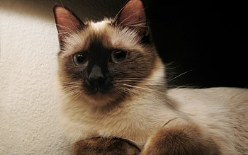 Animals, Cat, Kitty, Kitten, Spotted, Spotty, Grey, Siamese HD wallpaper