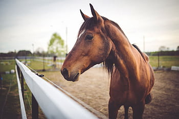 Close-up of a brown horse enjoying a sunny day in a fenced paddock. HD wallpaper