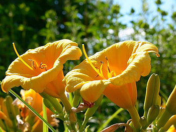 Plants, Flowers HD wallpaper