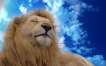 Animals, Lions HD wallpaper
