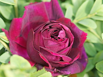 Purple Princess, rose, purple, nature, flowers HD wallpaper