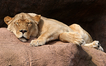 Animals, Rock, To Lie Down, Lie, Stone, Lioness HD wallpaper