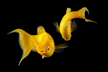 Two Mollies, Fresh water, Yellow, Swimming, Macro HD wallpaper