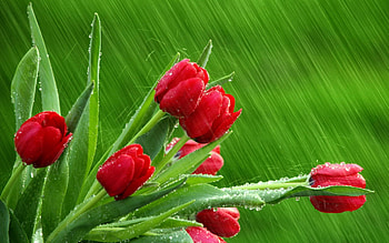 Plants, Flowers, Tulips HD wallpaper