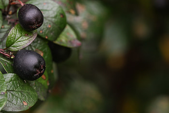 Berries, Bush, Macro, Close-Up HD wallpaper