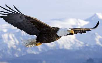 Bald Eagle, Magnificent creature, Detailed feathers, Stunning visuals HD wallpaper