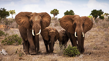Elephants, Family HD wallpaper