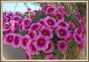 PRETTY PETUNIAS, PRETTY, NATURE, PETUNIAS HD wallpaper