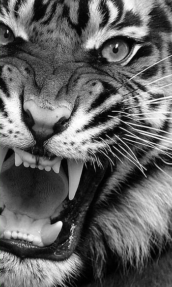 Tiger sun, bliss, Vibrant colors, Nature's art HD phone wallpaper