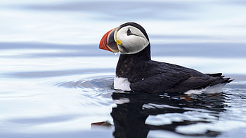 Puffin, animal, wings, bird HD wallpaper