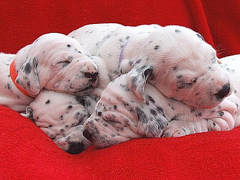 Brand new, dalmatians, four, young, puppies, white with black spots, sleeping, red blanket HD wallpaper
