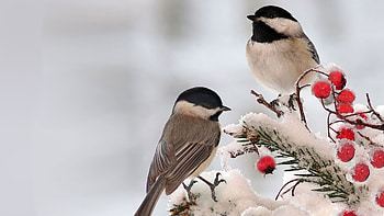 Chickadee Two, Firefox theme, chickadee, winter, frost, bird, snow, berries, ice HD wallpaper