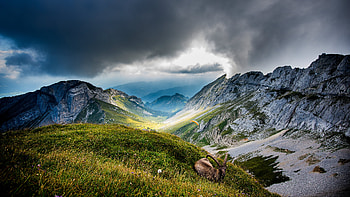Mount Pilatus, Goats HD wallpaper
