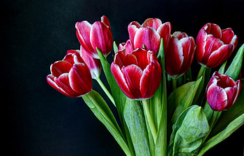 Flowers, Tulips, Dark Background, Bouquet, Bicolor, Two-Colored HD wallpaper