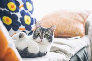 Cat, Animals, Lies, Cool HD wallpaper