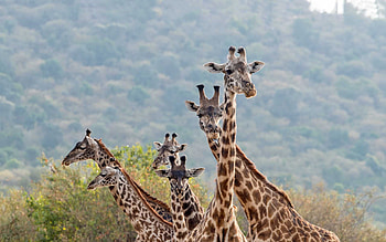 Masai Mara National Reserve, General information HD wallpaper