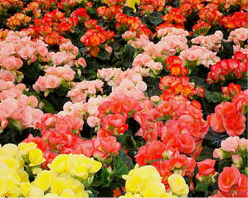 Begonias, summer, begonia, flowers, graph, spring HD wallpaper