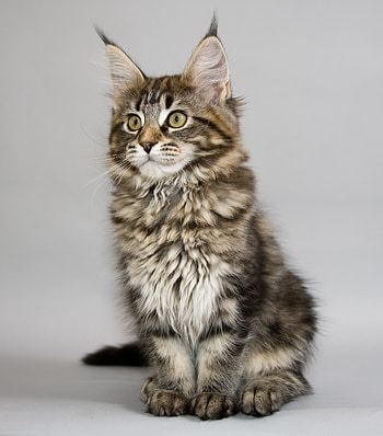 Maine Coon kitten portrait, Beautiful and adorable, Captivating graphy, Perfect HD phone wallpaper