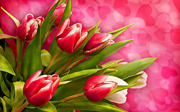 Plants, Flowers, Tulips HD wallpaper