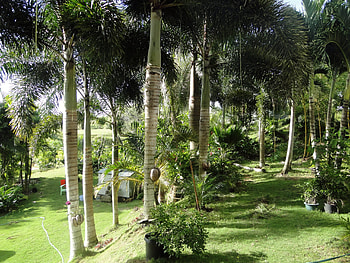 Nature, Trees, Palms, Summer, Garden, Shadows HD wallpaper