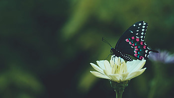 Pink Blue Black Design Butterfly On Yellow Flower In Blur Green Background Butterfly HD wallpaper