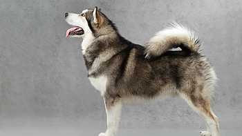 Alaskan Malamute , John peltier, Husky , Alaskan Malamute HD wallpaper