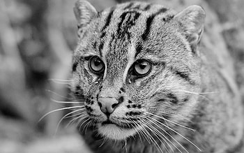 Animals, Cats HD wallpaper