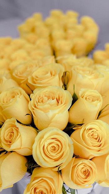 Yellow Rose, Beautiful Yellow flower HD phone wallpaper