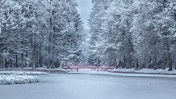 A que scene of a snowy bridge over a frozen lake with frost-covered trees, evoking winter serenity. HD wallpaper