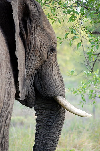Detailed side view of an African elephant with tusk and lush greenery HD phone wallpaper