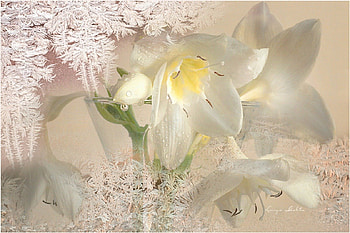 Still life, pink, flower, nature, orchid HD wallpaper