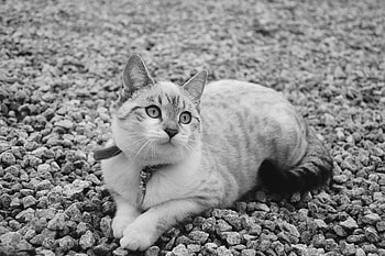 Animals, Cat, Lies, Bw, Chb, Nice, Sweetheart HD wallpaper