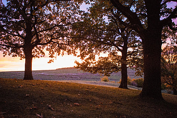 Sunset Suceava Trees Nature , nature, sunset, trees HD wallpaper