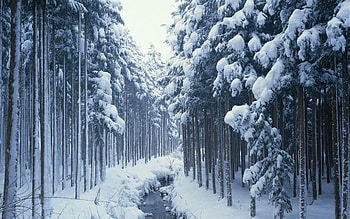 Winter, Nature, Rivers, Trees, Forest, Teen, Young Growth, Cold, Creek, Brook, Channel, Border HD wallpaper