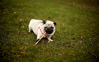 Animals, Grass, Sit, Dog, Stroll, Collar, Pug HD wallpaper
