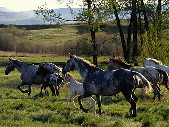 Horses, landscape, trees, nature HD wallpaper