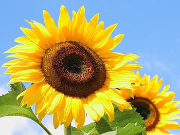Nature, Sunflowers, Leaves, Seeds, Sunflower Seeds HD wallpaper