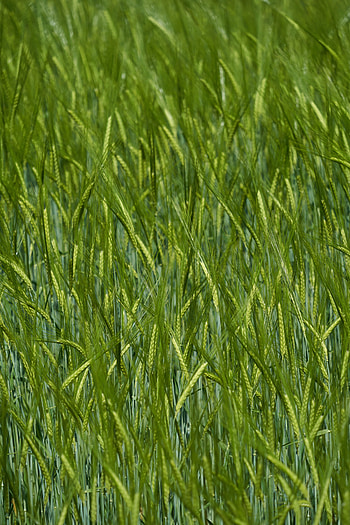 Nature, Grass, Blur, Smooth, Field, Ears, Spikes HD phone wallpaper