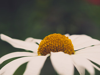 Camomile, Flower, Macro, Chamomile, Stamens, Pistils, Pestics HD wallpaper