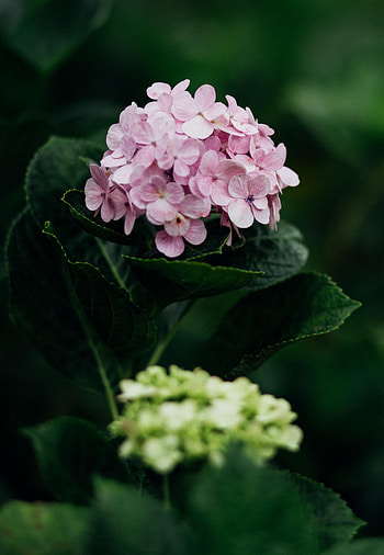 Flowers, Leaves, Petals, Bloom, Flowering, Hydrangea HD phone wallpaper