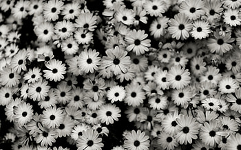 Plants, Flowers, Background HD wallpaper