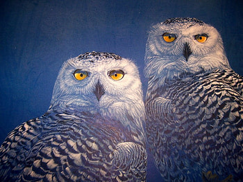 4 Eyes Better Than Two, owls, feathers, eyes, look, alert HD wallpaper