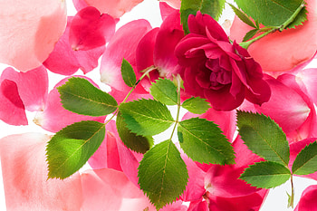 Red Roses, Blooming, Nature, Blossom, Red HD wallpaper