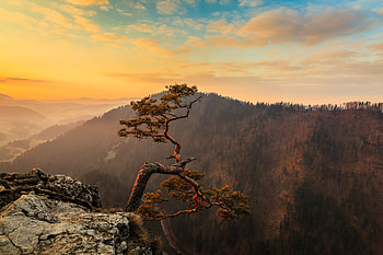 Lone Tree On Top Of Mountain , trees, mountains, evening, nature HD wallpaper