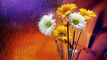 Plants, Flowers, Bouquets HD wallpaper