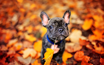 Autumn leaves, French Bulldogs HD wallpaper